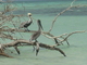 ../photos/2016_Guadeloupe/t_photo_20161027_121825_111_Pelicans.JPG